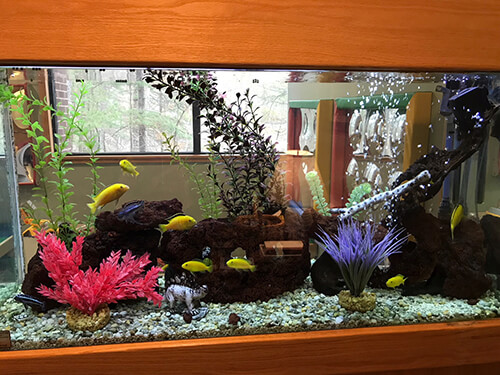 Fish Tank - Pediatric Dentist in Avon, CT